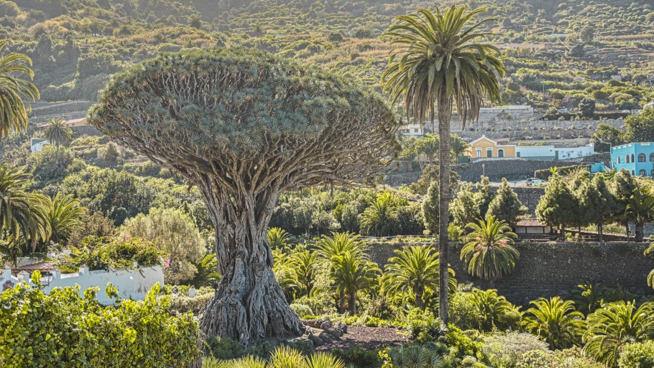 Tenerife, dračinec dračí