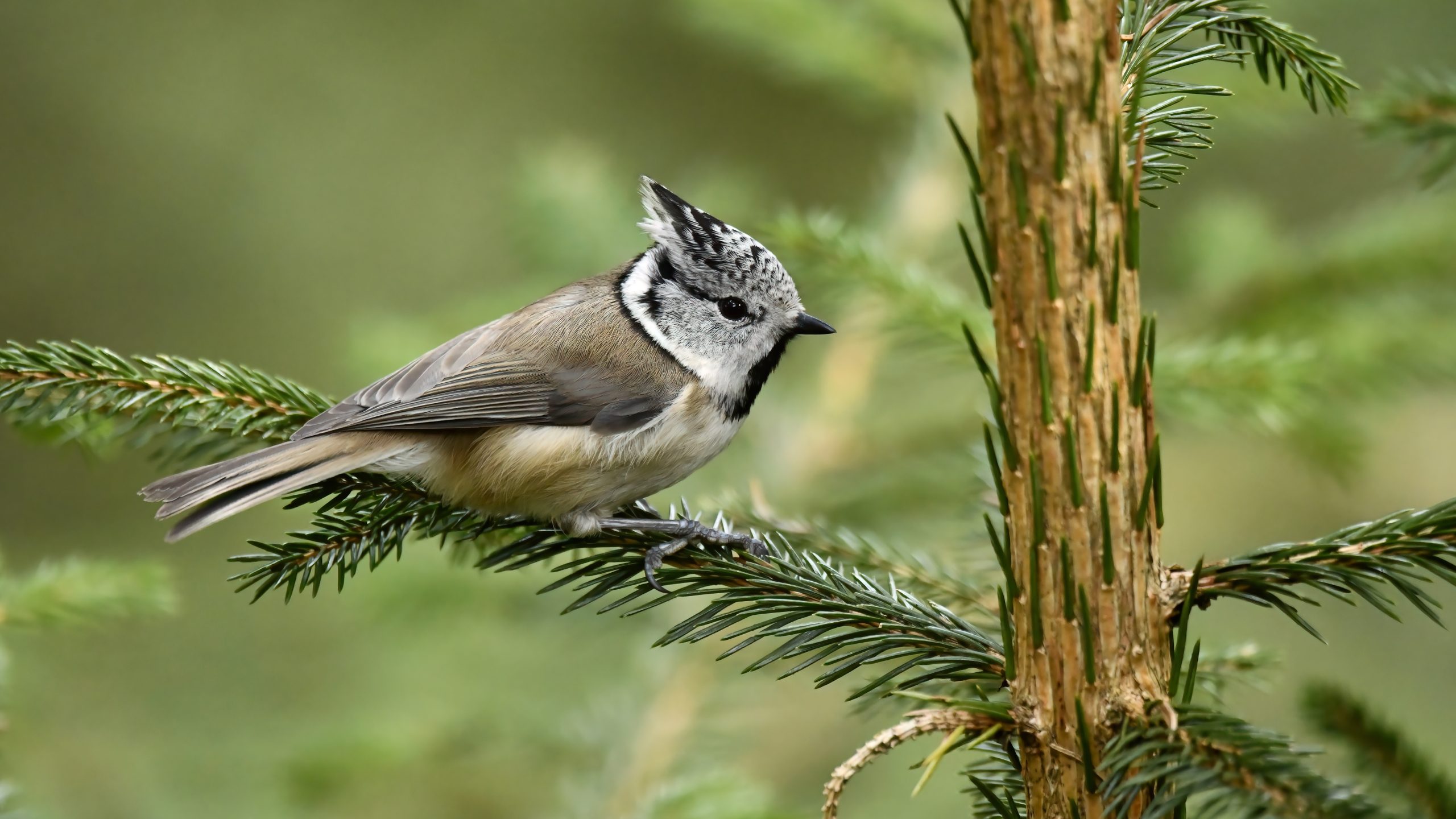 Příběh fotografie: Sýkora parukářka