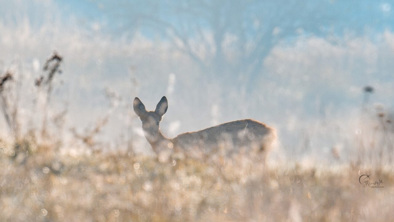 APS-C vs Full-frame, Velikost snímače, zvíře