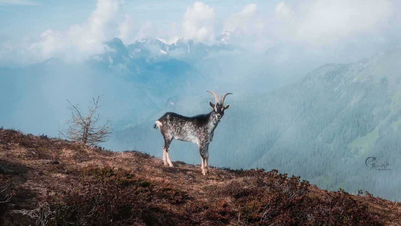 APS-C vs Full-frame, Velikost snímače, zvíře